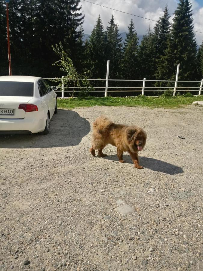 Cetina Hotel Rânca Eksteriør billede